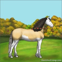 Horse Color:Buckskin Dun Splash 