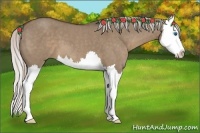 Horse Color:Silver Grullo Roan Splash