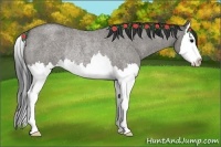 Horse Color:Grullo Roan Splash Rabicano