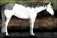 Horse Color:Blue Roan Splash 