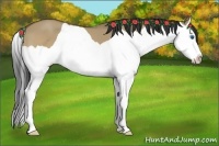 Horse Color:Buckskin Dun Splash