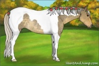 Horse Color:Silver Smoky Grullo Roan Tobiano Rabicano 