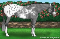Horse Color:White Spotted Blue Roan Splash Frame Appaloosa 