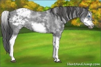 Horse Color:White Spotted Blue Roan Splash Frame Varnish 