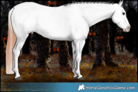 Horse Color:White Spotted Brown Dun Splash Appaloosa Rabicano  and White Spotted Brown Dun Splash Frame Appaloosa Rabicano 