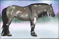 Horse Color:White Spotted Grullo