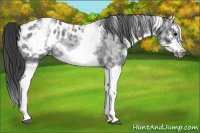 Horse Color:White Spotted Blue Roan Splash Frame Appaloosa 