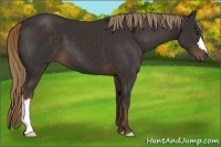 Horse Color:Liver Chestnut 