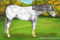 Horse Color:White Spotted Blue Roan Splash Frame Appaloosa 