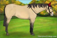 Horse Color:Buckskin Roan Dun Splash