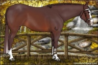 Horse Color:Chocolate Brown Splash 
