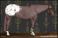 Horse Color:Chocolate Black Appaloosa