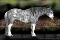 Horse Color:White Spotted Blue Roan Splash Frame Appaloosa 
