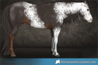 Horse Color:White Spotted Liver Chestnut 