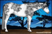 Horse Color:White Spotted Blue Roan Splash Frame Appaloosa