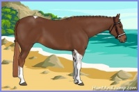 Horse Color:Chestnut Tobiano