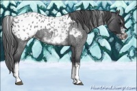 Horse Color:White Spotted Blue Roan Splash Frame Appaloosa 