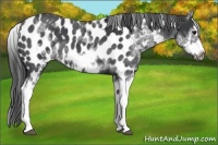 Horse Color:White Spotted Blue Roan Splash Frame Near Leopard 