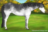 Horse Color:White Spotted Blue Roan 