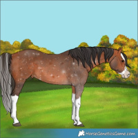 Horse Color:Bay Splash 