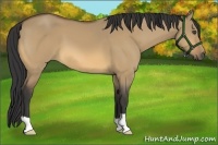 Horse Color:Buckskin Dun 