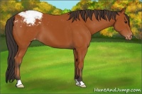 Horse Color:Bay Appaloosa 