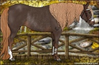 Horse Color:Liver Chestnut Rabicano 