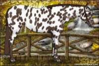 Horse Color:Liver Chestnut Near Leopard 