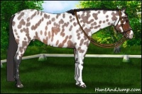 Horse Color:Bay Roan Near Leopard 
