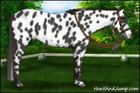 Horse Color:Liver Red Roan Frame Leopard 