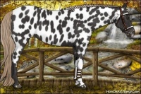 Horse Color:Liver Chestnut Near Leopard 