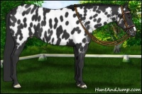 Horse Color:Liver Chestnut Near Leopard 