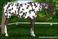 Horse Color:Liver Chestnut Near Leopard 