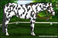 Horse Color:Black Appaloosa