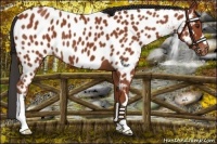 Horse Color:Bay Near Leopard 