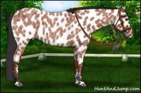 Horse Color:Bay Roan Leopard 