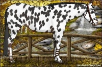 Horse Color:Liver Chestnut Appaloosa