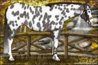 Horse Color:Liver Red Roan Sabino Splash Near Leopard 