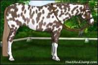Horse Color:Liver Chestnut Near Leopard Rabicano 