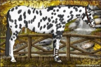 Horse Color:Black Appaloosa 