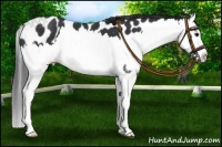 Horse Color:Black Splash Leopard 