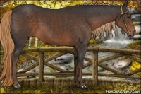 Horse Color:Liver Chestnut 