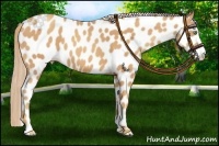 Horse Color:Gold Champagne Leopard 