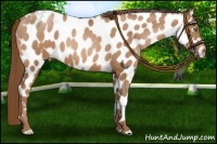Horse Color:Brown Pearl Near Leopard 