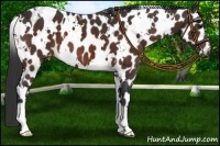Horse Color:White Spotted Brown Appaloosa 