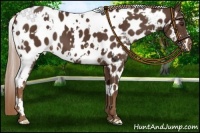 Horse Color:White Spotted Liver Chestnut Appaloosa