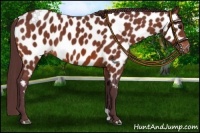 Horse Color:Chocolate Bay Near Leopard 