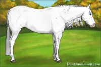 Horse Color:Black Frame 