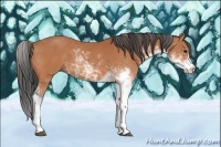 Horse Color:Bay Sabino 