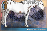 Horse Color:Brown Frame Appaloosa